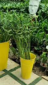 تصویر بامبو 