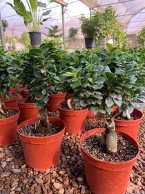 تصویر بنسای جنسینگ 