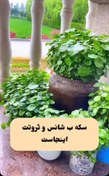 تصویر بذر چمن سکه ای 