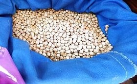 تصویر نخود درشت کرمانشاه 