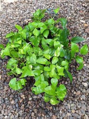 تصویر پتوس ابلق نشایی گلدون 