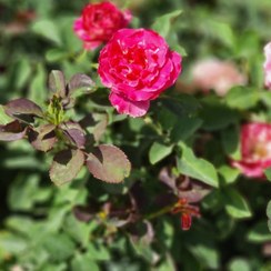 تصویر گلدان رز هلندی قرمز 