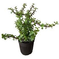 تصویر کراسولا (خرفه ای) 