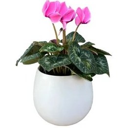 تصویر گلدان حسن یوسف (سایز کوچک) | کد: ZNB-1C1Z 