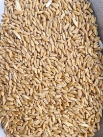 تصویر گندم دیم پاک نشده ۱۰ کیلوگرم 