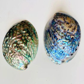 تصویر صدف آبالون 