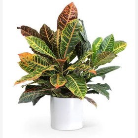 تصویر گیاه کروتن (35) 