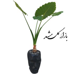 تصویر گیاه بابا آدم همراه گلدان چهره 