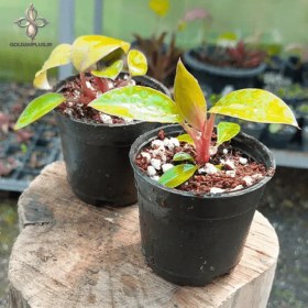 تصویر گلدان نشایی سایز ۸ پلاستیکی 