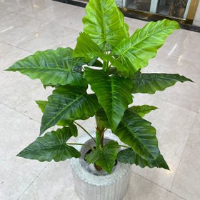 تصویر درختچه باباآدم مصنوعی 