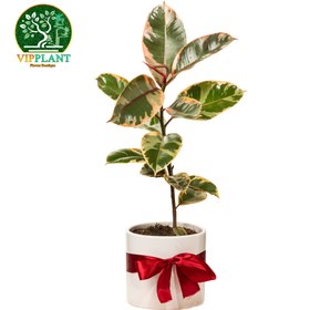 تصویر فیکوس شرابی (با گلدان سرامیکی) Ficus elastica