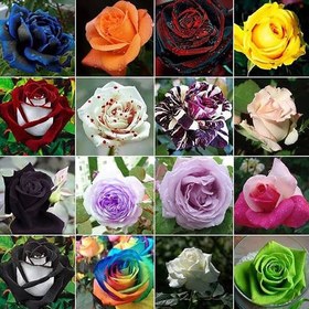 تصویر بذر گل رز میکس 10 رنگ 