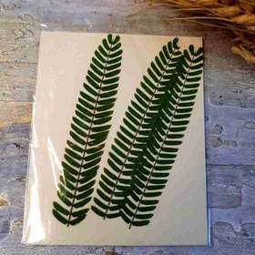 تصویر برگ سبز خشک ۵ تایی 