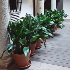 تصویر برگ عبایی برای زیباسازی محیط‌های تجاری 