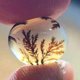 تصویر شجر قائن واضح 