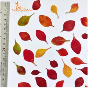 تصویر برگ زرشک زینتی(۱۰ عددی) 