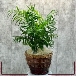 تصویر نخل شامادورا 