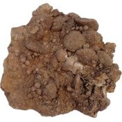 تصویر فسیل کمیاب نوموليت تجمعی با قدمت چند میلیون ساله کد 7 