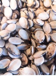 تصویر تخمه هندوانه - یک کیلوگرم 