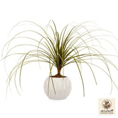 تصویر گیاه طبیعی لیندا گلیتال مدل GTL136 | کد: ZNB-4LV 