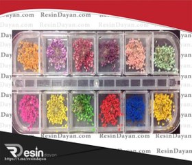 تصویر گل خشک شوکران 