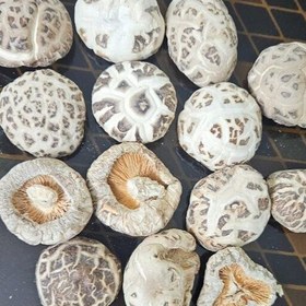 تصویر قارچ شیتاکه ژاپنی خشک شده بسته نیم کیلویی shitake mushroom 