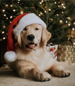 تصویر کلاه کریسمسی سگ و گربه 