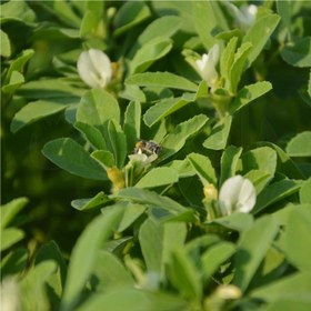 تصویر بذر شنبلیله 10، 100 و 500 گرمی