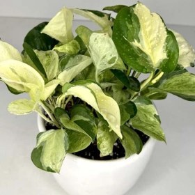 تصویر پتوس منجولا 