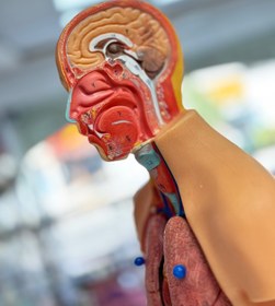 تصویر مولاژ بدن 1/2 با نمایش مغز 