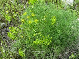 تصویر بذر جاشیر Prangos ferulacea 