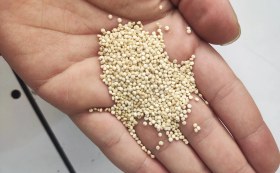 تصویر کینوا زرد ۱ کیلوگرم 