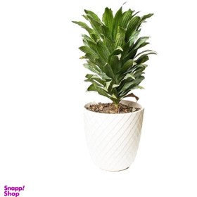 تصویر گلدان طبیعی کامپکت 