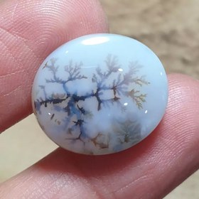 تصویر شجر قائن قواره دار زیبا خاص 