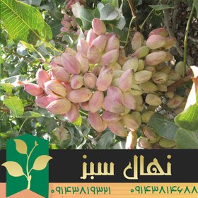 تصویر نهال پسته پایه یو سی بی وان (آمریکایی) 