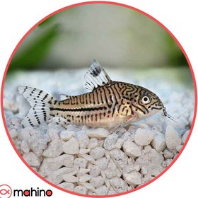 تصویر کوریدوراس جولی 