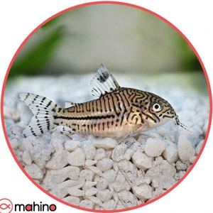 تصویر فروشگاه ماهینو