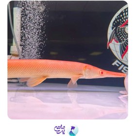 تصویر ماهی الیگیتور آلبینو سایز 17 تا 20 سانتی متر 