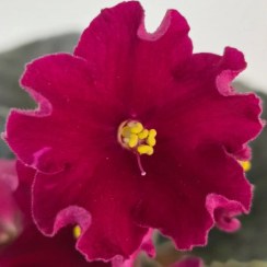 تصویر بنفشه آفریقایی واریته Red Rocket 