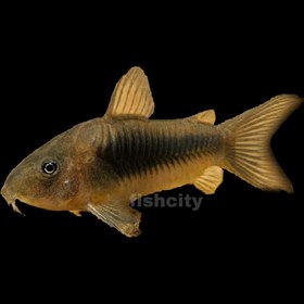 تصویر کوریدوراس برنز 