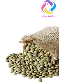 تصویر عدس ساسکن 