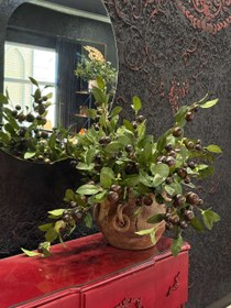 تصویر آلو جنگلی وارداتی 