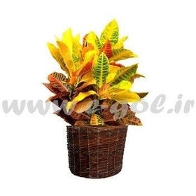 تصویر گلدان کروتون 