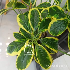 تصویر درختچه شفلرا 16178 