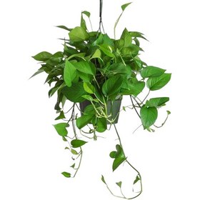 تصویر پوتوس گلدانی 