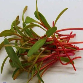 تصویر میکروگیرین چارد 60 گرم 