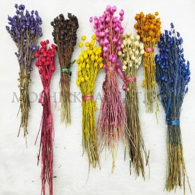 تصویر گل خشک فندقی 