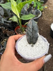 تصویر قلمه تک برگ زاموفیلیا شرابی 