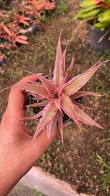 تصویر کریپتانتوس صورتی سایز نشایی