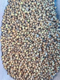 تصویر تخم گشنیز 